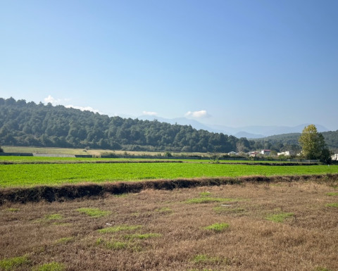 فقط با 200 میلیون زمین سنددار جنگلی در چمستان بخر!