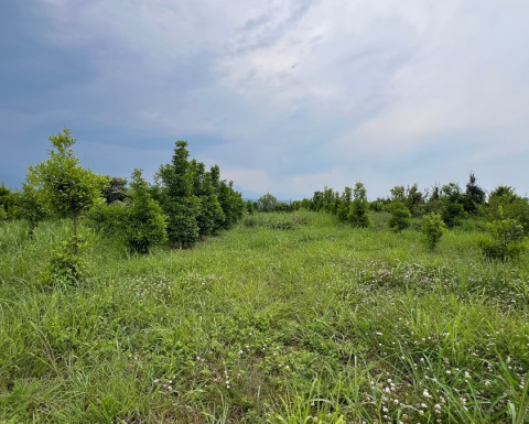 خرید زمین نقلی در دهکده کیابسر چمستان خرید زمین نقلی در دهکده کیابسر چمستان