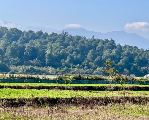 تنها زمینی که با 50میلیون هم میتونی بخری! جنگلی شهرکی