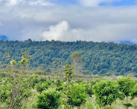 فروش زمین در چمستان با سند تک برگ و ویو جنگل روستای باریکلا