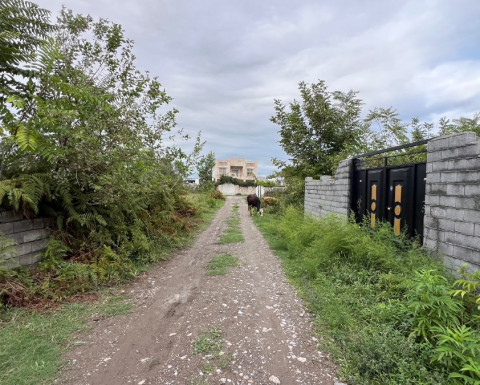 فروش جنگلی سنددار در عبدلله آباد چمستان فروش جنگلی سنددار در عبدلله آباد چمستان